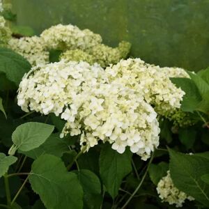 Hydrangea arborescens 'Annabelle' 30-40 cm